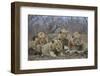 Four male Lion (Panthera leo), Kruger National Park, South Africa, Africa-James Hager-Framed Photographic Print