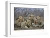 Four male Lion (Panthera leo), Kruger National Park, South Africa, Africa-James Hager-Framed Photographic Print