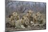 Four male Lion (Panthera leo), Kruger National Park, South Africa, Africa-James Hager-Mounted Photographic Print