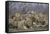 Four male Lion (Panthera leo), Kruger National Park, South Africa, Africa-James Hager-Framed Stretched Canvas