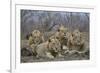 Four male Lion (Panthera leo), Kruger National Park, South Africa, Africa-James Hager-Framed Photographic Print