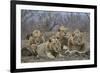 Four male Lion (Panthera leo), Kruger National Park, South Africa, Africa-James Hager-Framed Photographic Print