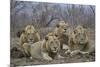 Four male Lion (Panthera leo), Kruger National Park, South Africa, Africa-James Hager-Mounted Photographic Print