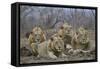 Four male Lion (Panthera leo), Kruger National Park, South Africa, Africa-James Hager-Framed Stretched Canvas