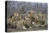 Four male Lion (Panthera leo), Kruger National Park, South Africa, Africa-James Hager-Stretched Canvas