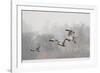Four Mallard Drakes and a Duck Flying over Frozen Lake in Snowstorm, Wiltshire, England, UK-Nick Upton-Framed Photographic Print