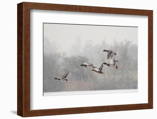 Four Mallard Drakes and a Duck Flying over Frozen Lake in Snowstorm, Wiltshire, England, UK-Nick Upton-Framed Photographic Print
