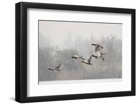 Four Mallard Drakes and a Duck Flying over Frozen Lake in Snowstorm, Wiltshire, England, UK-Nick Upton-Framed Photographic Print