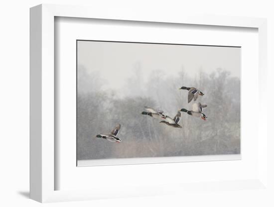 Four Mallard Drakes and a Duck Flying over Frozen Lake in Snowstorm, Wiltshire, England, UK-Nick Upton-Framed Photographic Print