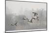 Four Mallard Drakes and a Duck Flying over Frozen Lake in Snowstorm, Wiltshire, England, UK-Nick Upton-Mounted Photographic Print