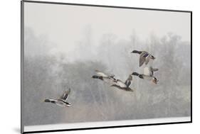 Four Mallard Drakes and a Duck Flying over Frozen Lake in Snowstorm, Wiltshire, England, UK-Nick Upton-Mounted Photographic Print