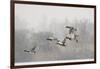 Four Mallard Drakes and a Duck Flying over Frozen Lake in Snowstorm, Wiltshire, England, UK-Nick Upton-Framed Photographic Print