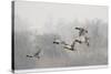 Four Mallard Drakes and a Duck Flying over Frozen Lake in Snowstorm, Wiltshire, England, UK-Nick Upton-Stretched Canvas