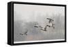 Four Mallard Drakes and a Duck Flying over Frozen Lake in Snowstorm, Wiltshire, England, UK-Nick Upton-Framed Stretched Canvas