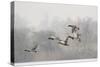 Four Mallard Drakes and a Duck Flying over Frozen Lake in Snowstorm, Wiltshire, England, UK-Nick Upton-Stretched Canvas