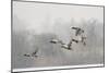 Four Mallard Drakes and a Duck Flying over Frozen Lake in Snowstorm, Wiltshire, England, UK-Nick Upton-Mounted Photographic Print