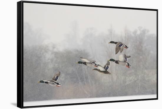 Four Mallard Drakes and a Duck Flying over Frozen Lake in Snowstorm, Wiltshire, England, UK-Nick Upton-Framed Stretched Canvas