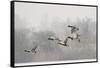 Four Mallard Drakes and a Duck Flying over Frozen Lake in Snowstorm, Wiltshire, England, UK-Nick Upton-Framed Stretched Canvas