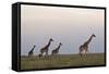 Four Masai Giraffe (Giraffa Camelopardalis Tippelskirchi)-James Hager-Framed Stretched Canvas