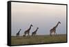 Four Masai Giraffe (Giraffa Camelopardalis Tippelskirchi)-James Hager-Framed Stretched Canvas