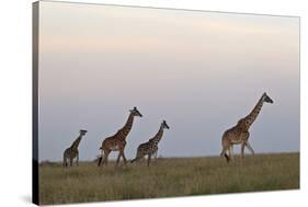 Four Masai Giraffe (Giraffa Camelopardalis Tippelskirchi)-James Hager-Stretched Canvas