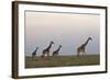 Four Masai Giraffe (Giraffa Camelopardalis Tippelskirchi)-James Hager-Framed Photographic Print