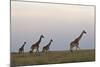 Four Masai Giraffe (Giraffa Camelopardalis Tippelskirchi)-James Hager-Mounted Photographic Print
