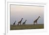 Four Masai Giraffe (Giraffa Camelopardalis Tippelskirchi)-James Hager-Framed Photographic Print