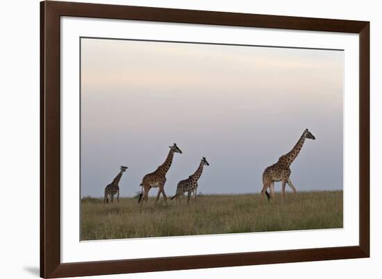 Four Masai Giraffe (Giraffa Camelopardalis Tippelskirchi)-James Hager-Framed Photographic Print