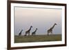 Four Masai Giraffe (Giraffa Camelopardalis Tippelskirchi)-James Hager-Framed Photographic Print