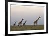 Four Masai Giraffe (Giraffa Camelopardalis Tippelskirchi)-James Hager-Framed Photographic Print