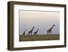 Four Masai Giraffe (Giraffa Camelopardalis Tippelskirchi)-James Hager-Framed Photographic Print