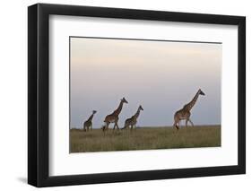 Four Masai Giraffe (Giraffa Camelopardalis Tippelskirchi)-James Hager-Framed Photographic Print