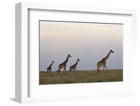 Four Masai Giraffe (Giraffa Camelopardalis Tippelskirchi)-James Hager-Framed Photographic Print