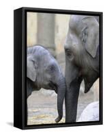 Four Month Old Elephant and Her Mother are Pictured in Hagenbeck's Zoo in Hamburg, Northern Germany-null-Framed Stretched Canvas