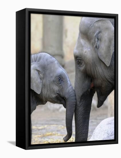 Four Month Old Elephant and Her Mother are Pictured in Hagenbeck's Zoo in Hamburg, Northern Germany-null-Framed Stretched Canvas