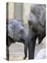 Four Month Old Elephant and Her Mother are Pictured in Hagenbeck's Zoo in Hamburg, Northern Germany-null-Stretched Canvas