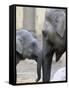 Four Month Old Elephant and Her Mother are Pictured in Hagenbeck's Zoo in Hamburg, Northern Germany-null-Framed Stretched Canvas