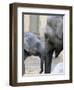 Four Month Old Elephant and Her Mother are Pictured in Hagenbeck's Zoo in Hamburg, Northern Germany-null-Framed Premium Photographic Print