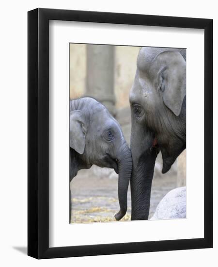 Four Month Old Elephant and Her Mother are Pictured in Hagenbeck's Zoo in Hamburg, Northern Germany-null-Framed Premium Photographic Print