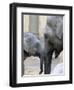 Four Month Old Elephant and Her Mother are Pictured in Hagenbeck's Zoo in Hamburg, Northern Germany-null-Framed Premium Photographic Print