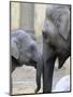 Four Month Old Elephant and Her Mother are Pictured in Hagenbeck's Zoo in Hamburg, Northern Germany-null-Mounted Premium Photographic Print