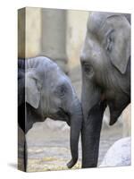 Four Month Old Elephant and Her Mother are Pictured in Hagenbeck's Zoo in Hamburg, Northern Germany-null-Stretched Canvas