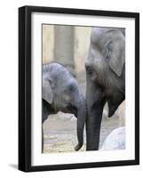 Four Month Old Elephant and Her Mother are Pictured in Hagenbeck's Zoo in Hamburg, Northern Germany-null-Framed Photographic Print