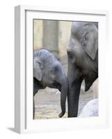 Four Month Old Elephant and Her Mother are Pictured in Hagenbeck's Zoo in Hamburg, Northern Germany-null-Framed Photographic Print