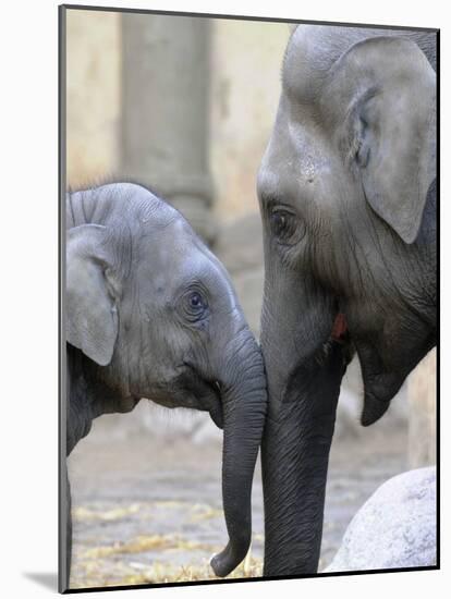 Four Month Old Elephant and Her Mother are Pictured in Hagenbeck's Zoo in Hamburg, Northern Germany-null-Mounted Photographic Print