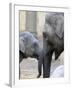 Four Month Old Elephant and Her Mother are Pictured in Hagenbeck's Zoo in Hamburg, Northern Germany-null-Framed Photographic Print