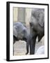 Four Month Old Elephant and Her Mother are Pictured in Hagenbeck's Zoo in Hamburg, Northern Germany-null-Framed Photographic Print