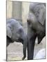 Four Month Old Elephant and Her Mother are Pictured in Hagenbeck's Zoo in Hamburg, Northern Germany-null-Mounted Photographic Print