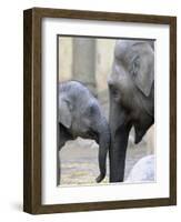 Four Month Old Elephant and Her Mother are Pictured in Hagenbeck's Zoo in Hamburg, Northern Germany-null-Framed Photographic Print